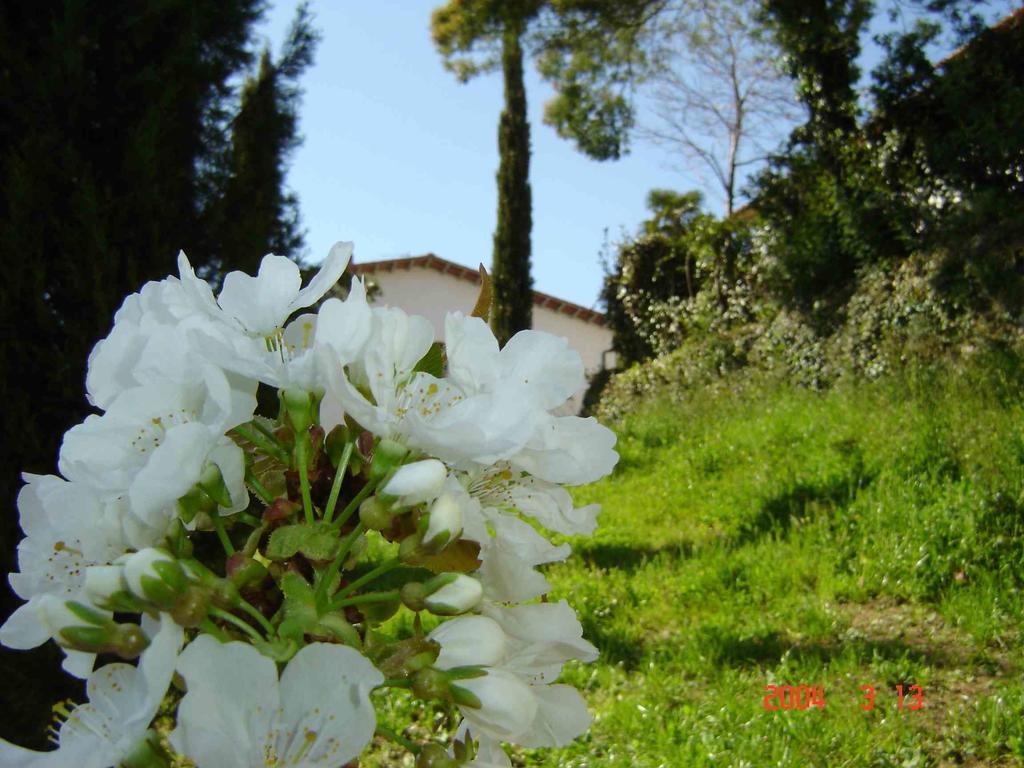 Podere"Sulle Soglie Del Bosco" Appartament And Rooms 佩夏 外观 照片