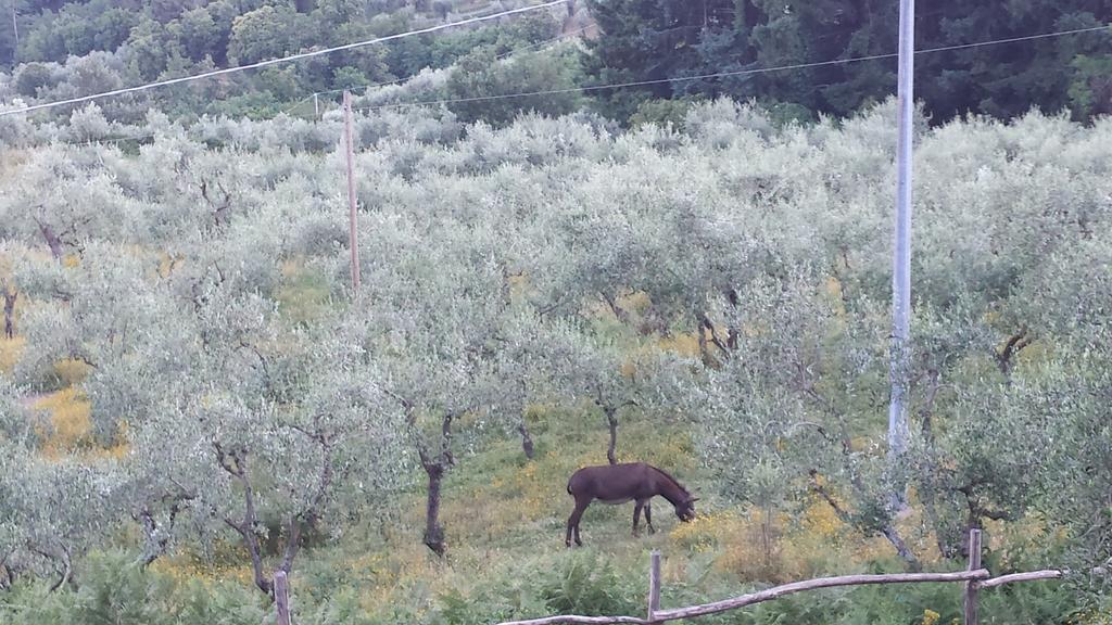 Podere"Sulle Soglie Del Bosco" Appartament And Rooms 佩夏 外观 照片